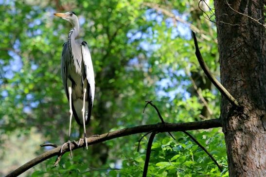 Graureiher Wildpark Alte Fasanerie Klein Auheim 2018