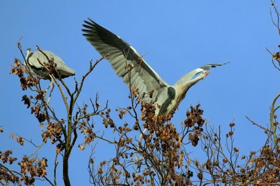 Graureiher Wildpark Alte Fasanerie Klein Auheim 2019