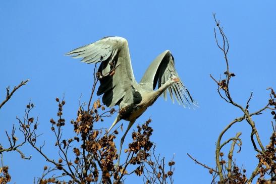 Graureiher Wildpark Alte Fasanerie Klein Auheim 2019