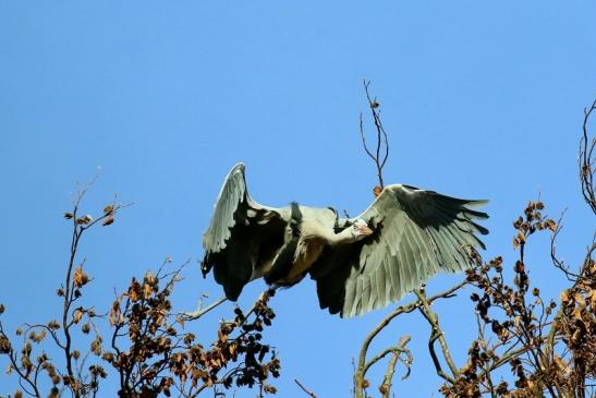 Graureiher Wildpark Alte Fasanerie Klein Auheim 2019