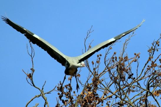 Graureiher Wildpark Alte Fasanerie Klein Auheim 2019