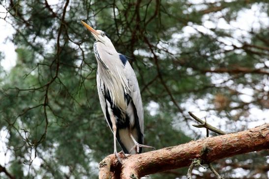 Graureiher - Wildpark Alte Fasanerie Klein Auheim 2019