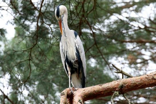 Graureiher - Wildpark Alte Fasanerie Klein Auheim 2019