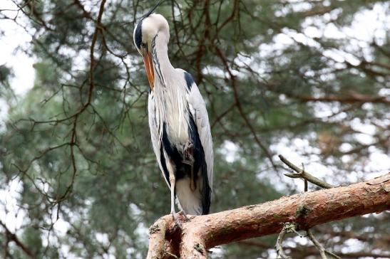 Graureiher - Wildpark Alte Fasanerie Klein Auheim 2019