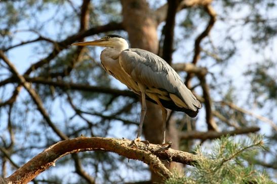 Graureiher Wildpark Alte Fasanerie Klein Auheim 2021