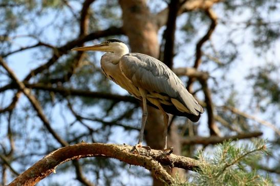 Graureiher Wildpark Alte Fasanerie Klein Auheim 2021