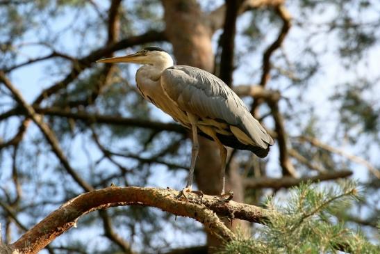 Graureiher Wildpark Alte Fasanerie Klein Auheim 2021