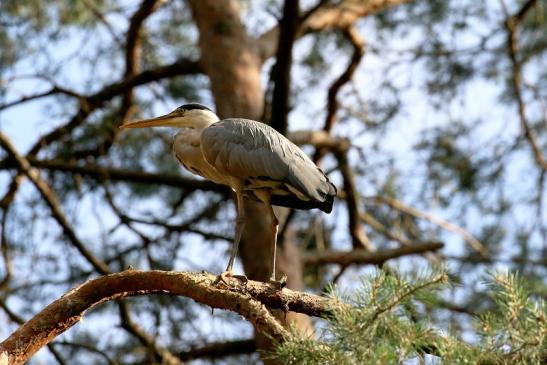 Graureiher Wildpark Alte Fasanerie Klein Auheim 2021