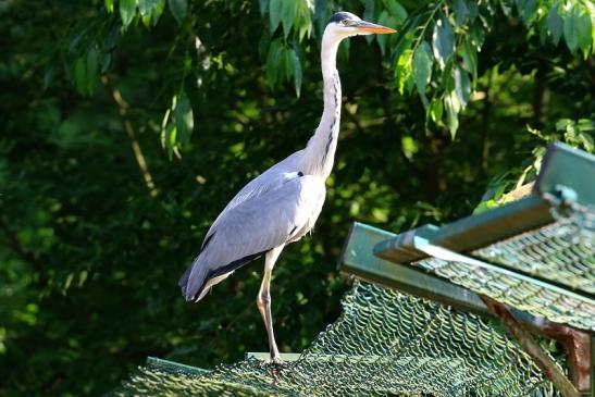 Graureiher Wildpark Alte Fasanerie Klein Auheim 2021