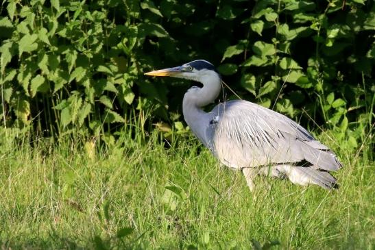 Graureiher Wildpark Alte Fasanerie Klein Auheim 2021