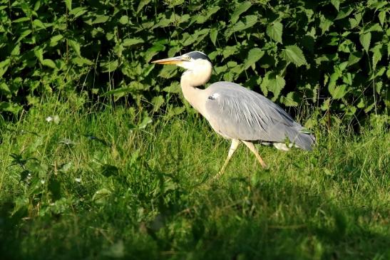 Graureiher Wildpark Alte Fasanerie Klein Auheim 2021