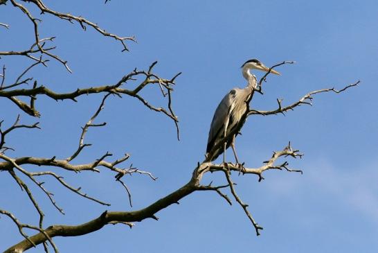 Graureiher Wildpark Alte Fasanerie Klein Auheim 2021