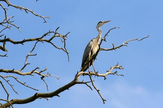 Graureiher Wildpark Alte Fasanerie Klein Auheim 2021