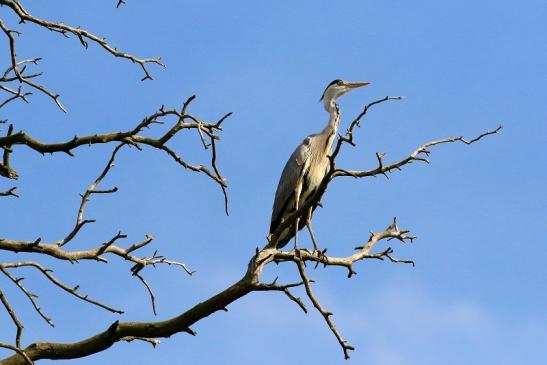 Graureiher Wildpark Alte Fasanerie Klein Auheim 2021