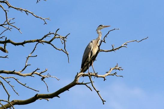 Graureiher Wildpark Alte Fasanerie Klein Auheim 2021