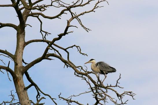 Graureiher Wildpark Alte Fasanerie Klein Auheim 2021