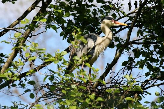 Graureiher auf dem Nest Wildpark Alte Fasanerie Klein Auheim 2022