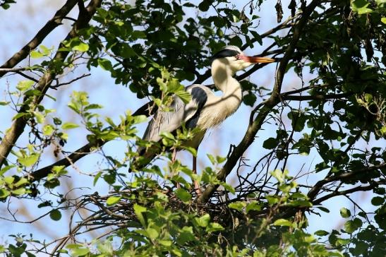 Graureiher auf dem Nest Wildpark Alte Fasanerie Klein Auheim 2022