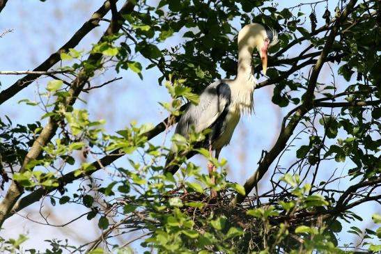 Graureiher auf dem Nest Wildpark Alte Fasanerie Klein Auheim 2022