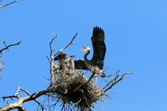 Graureiher diesjährige Wildpark Alte Fasanerie Klein Auheim 2023