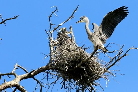 Graureiher Einjährige Wildpark Alte Fasanerie Klein Auheim 2023