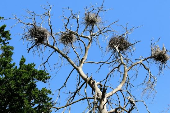 Graureiher Kolonie Wildpark Alte Fasanerie Klein Auheim 2023