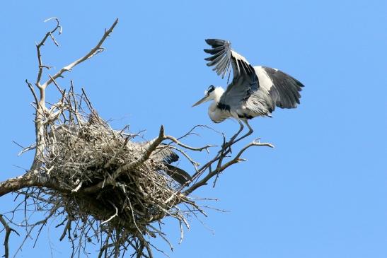 Graureiher diesjährige Wildpark Alte Fasanerie Klein Auheim 2023