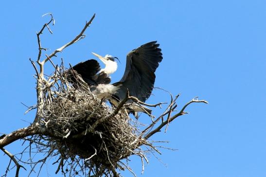 Graureiher Altvogel füttert Wildpark Alte Fasanerie Klein Auheim 2023