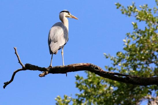 Graureiher Wildpark Alte Fasanerie Klein Auheim 2023