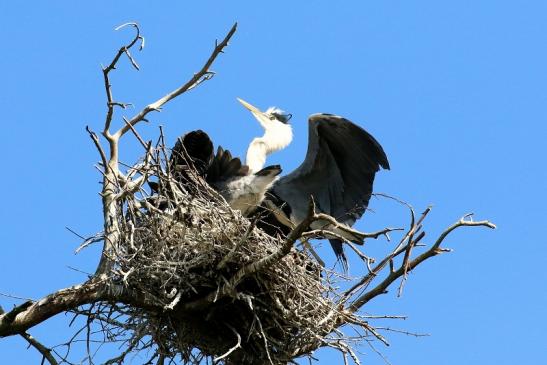 Graureiher Altvogel füttert Wildpark Alte Fasanerie Klein Auheim 2023