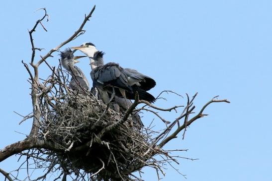 Graureiher Einjährige Wildpark Alte Fasanerie Klein Auheim 2023