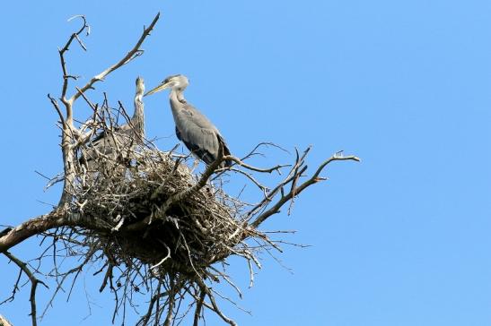 Graureiher Einjährige Wildpark Alte Fasanerie Klein Auheim 2023