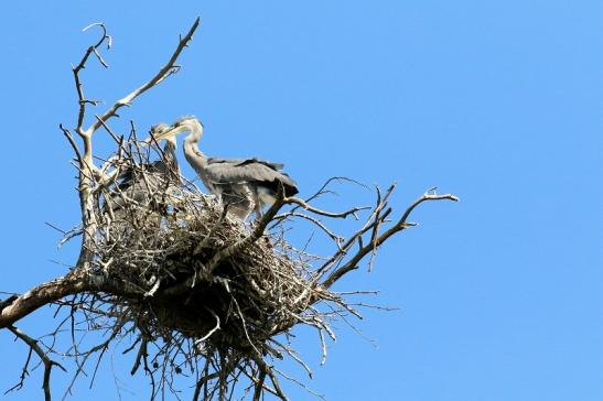 Graureiher diesjährige Wildpark Alte Fasanerie Klein Auheim 2023