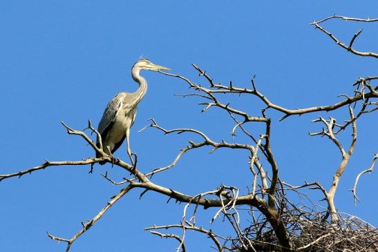 Graureiher Wildpark Alte Fasanerie Klein Auheim 2023