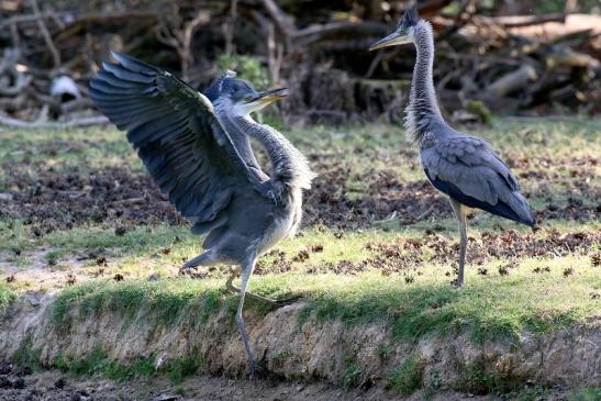 Graureiher diesjährige Wildpark Alte Fasanerie Klein Auheim 2023