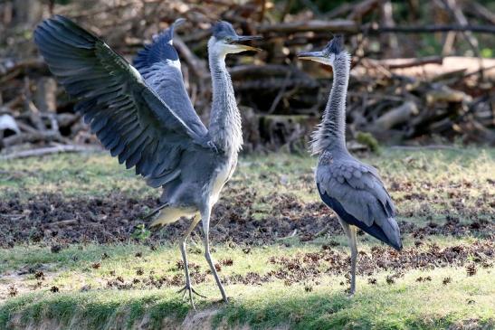 Graureiher Einjährige Wildpark Alte Fasanerie Klein Auheim 2023