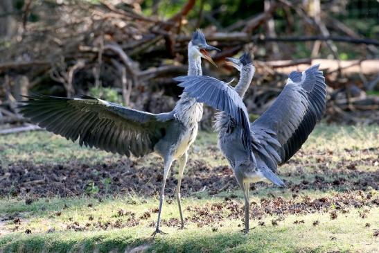 Graureiher diesjährige Wildpark Alte Fasanerie Klein Auheim 2023