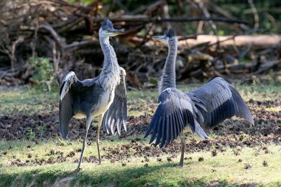 Graureiher diesjährige Wildpark Alte Fasanerie Klein Auheim 2023