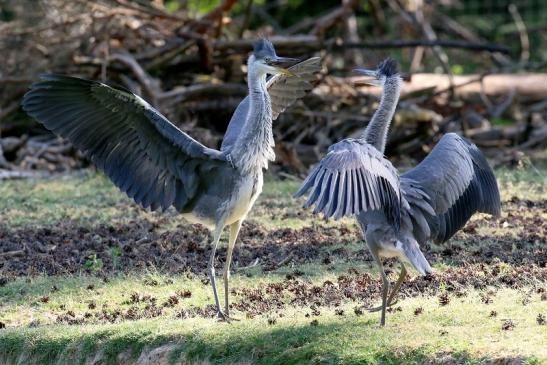 Graureiher diesjährige Wildpark Alte Fasanerie Klein Auheim 2023