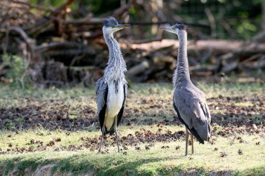 Graureiher Einjährige Wildpark Alte Fasanerie Klein Auheim 2023