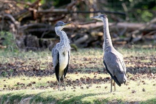 Graureiher Einjährige Wildpark Alte Fasanerie Klein Auheim 2023