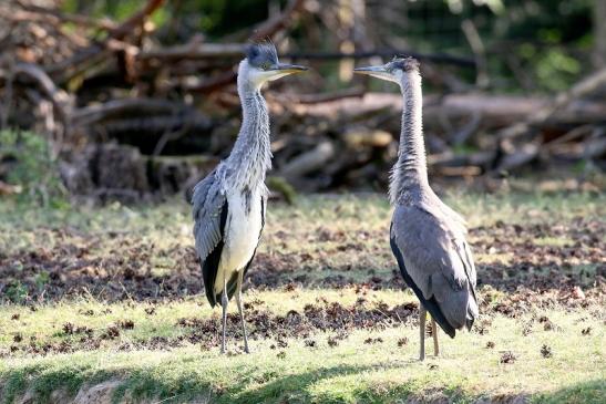 Graureiher Einjährige Wildpark Alte Fasanerie Klein Auheim 2023