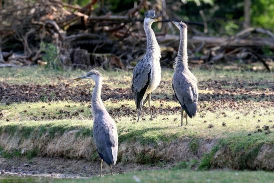 Graureiher diesjährige Wildpark Alte Fasanerie Klein Auheim 2023