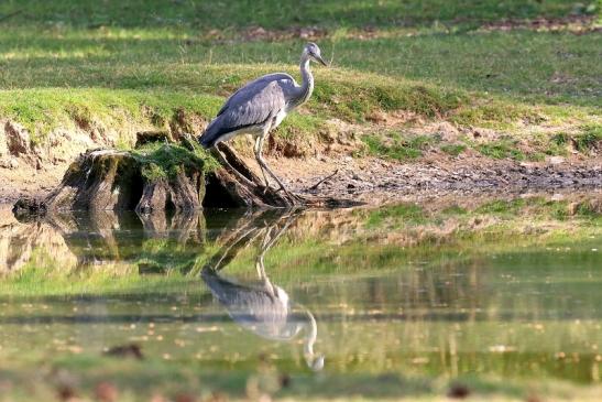 Graureiher diesjährige Wildpark Alte Fasanerie Klein Auheim 2023