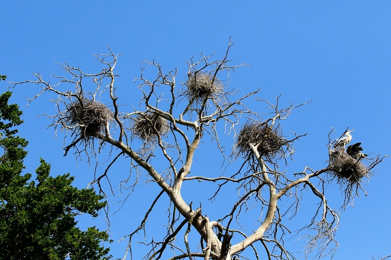Graureiher Kolonie Wildpark Alte Fasanerie Klein Auheim 2023