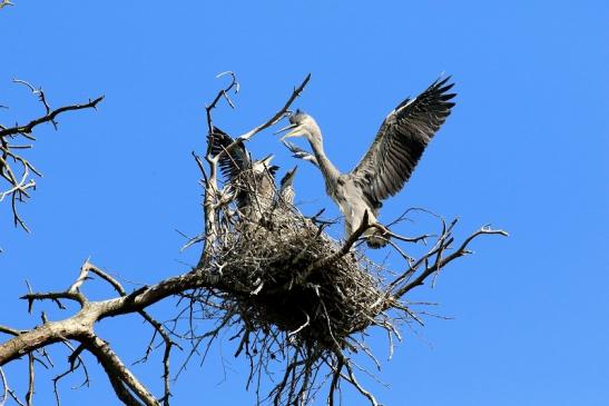 Graureiher diesjährige Wildpark Alte Fasanerie Klein Auheim 2023