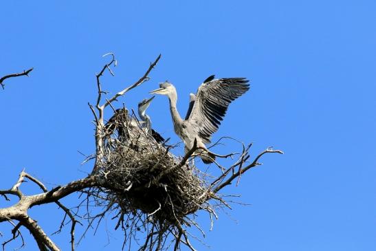 Graureiher diesjährige Wildpark Alte Fasanerie Klein Auheim 2023