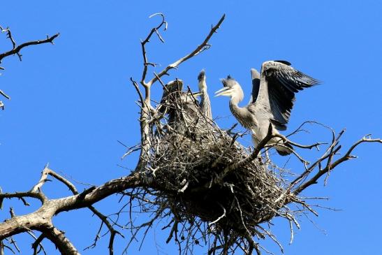 Graureiher diesjährige Wildpark Alte Fasanerie Klein Auheim 2023