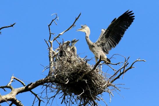 Graureiher Einjährige Wildpark Alte Fasanerie Klein Auheim 2023