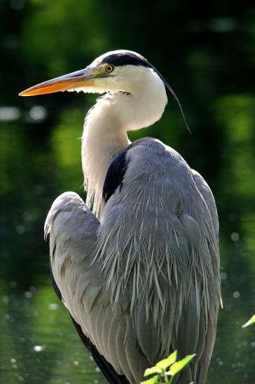 Graureiher Zoo Frankfurt am Main 2015